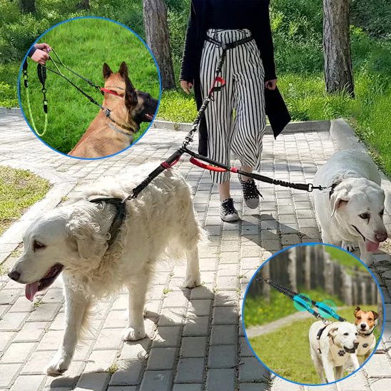 Double laisse pour chien