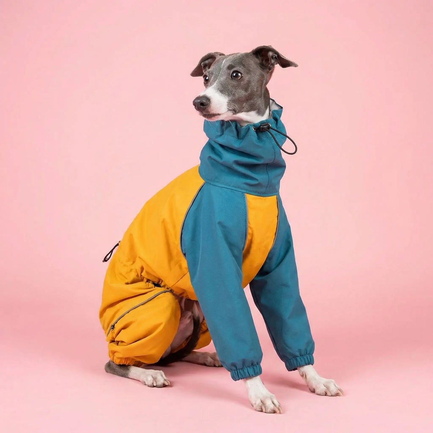 Imperméable pour chien | Tout-Temps