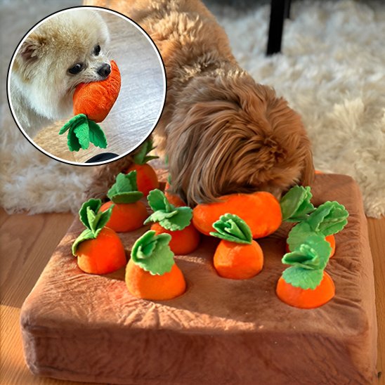 Jouet pour chien