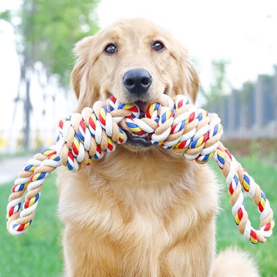 Jouet pour chien