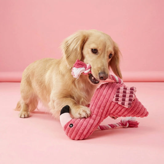 Jouets pour chien : Le guide complet pour rendre votre toutou heureux!