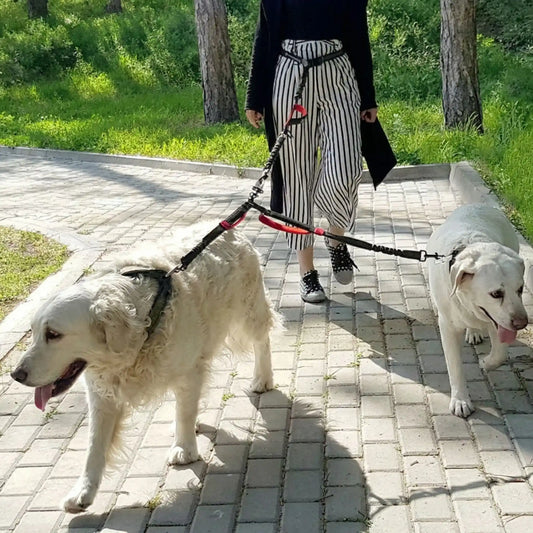 Double laisse pour chien : Le guide complet pour promener deux chiens en même temps