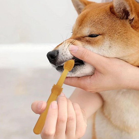 Brosse a dent chien