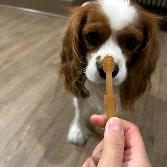 Brosse a dent chien