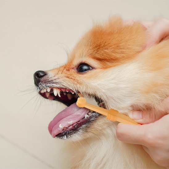 Brosse a dent chien
