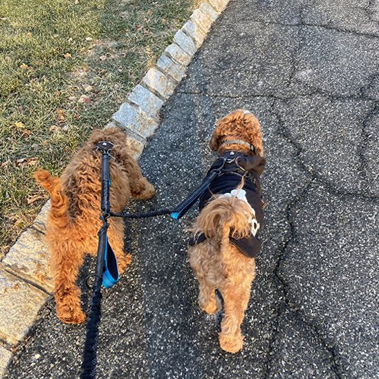 Double laisse pour chien