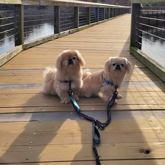 Double laisse pour chien