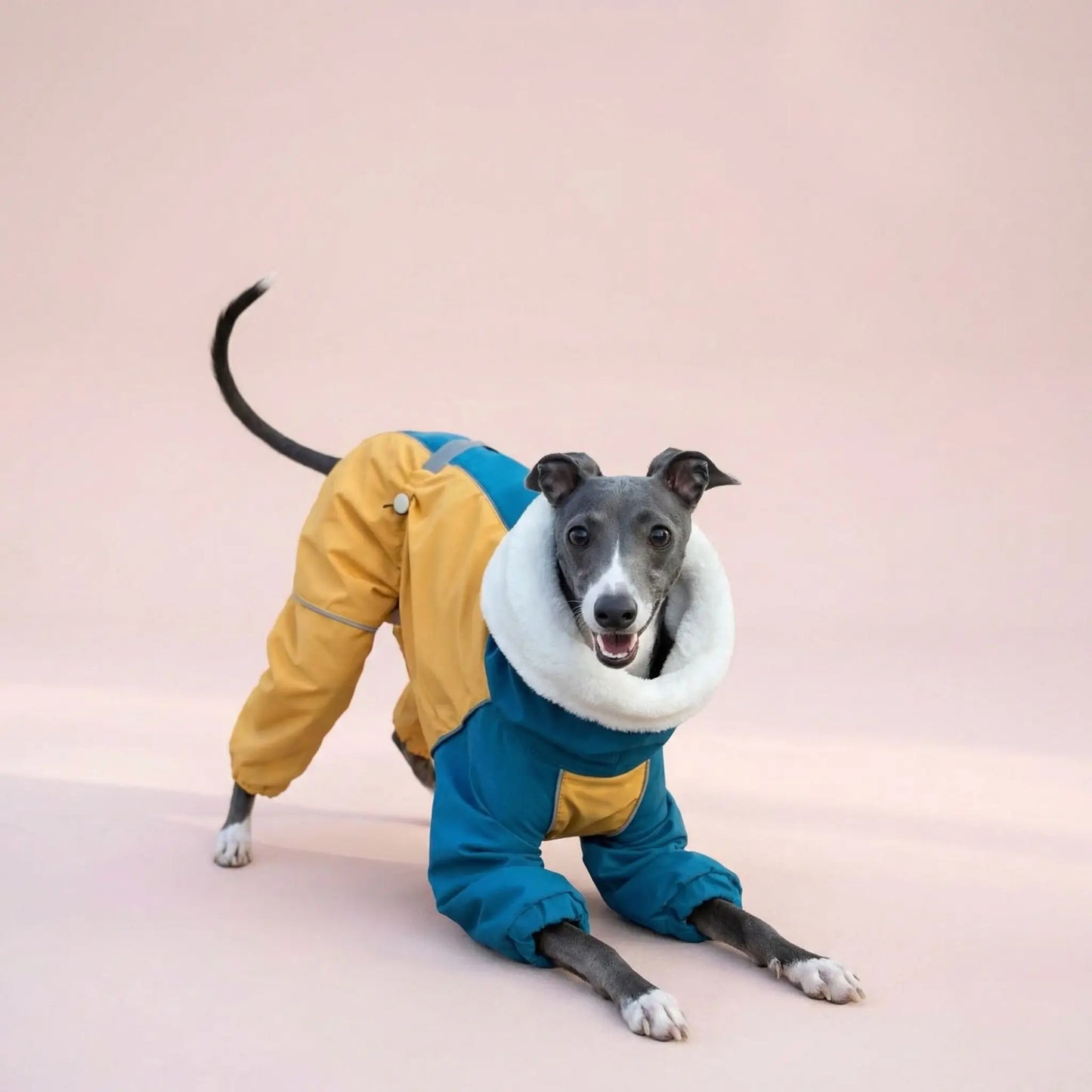 Imperméable pour chien | Tout-Temps