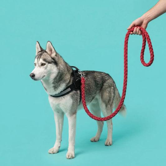 Laisse pour Chien | Robuste et Confortable