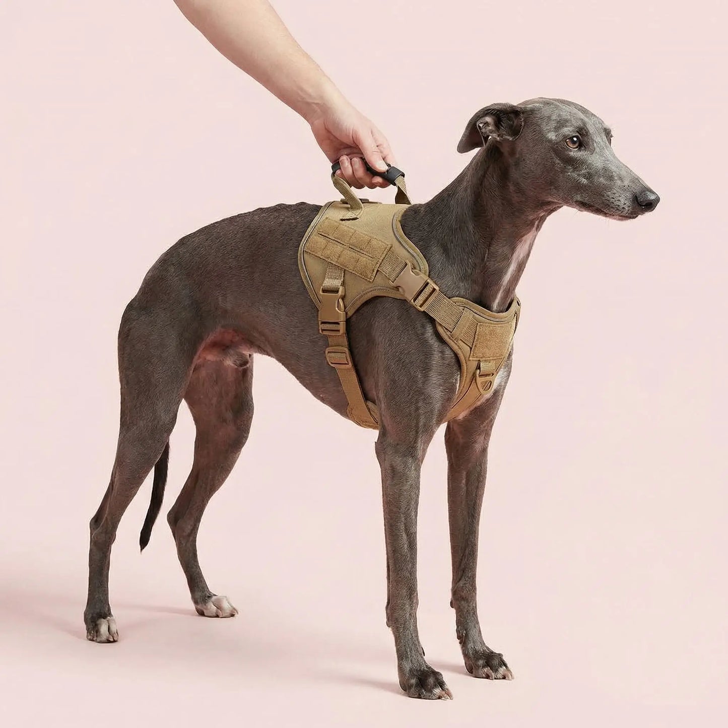 Harnais chien | Confort Sécurisé