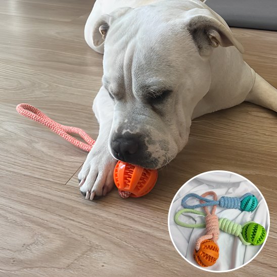 Jouet chien