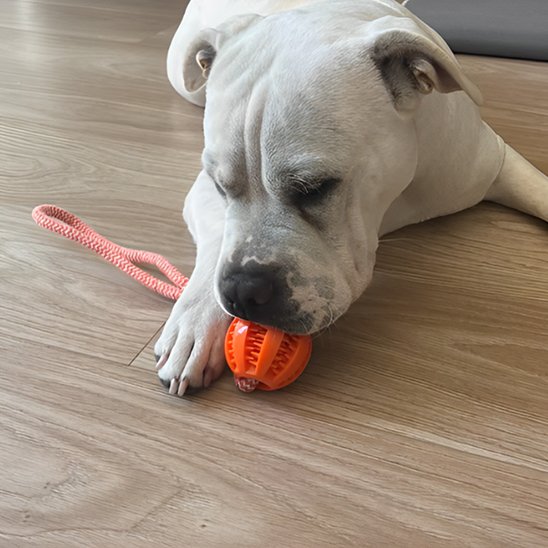 Jouet chien