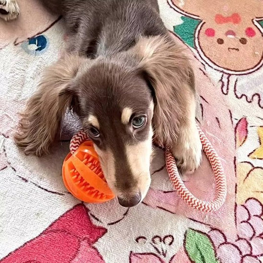 Jouet chien