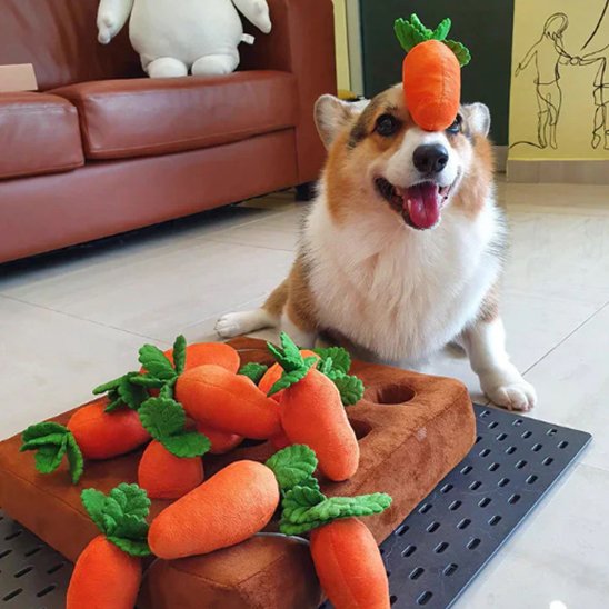 Jouet pour chien