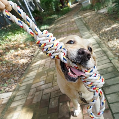 Jouet pour chien 