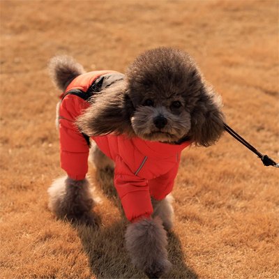 Manteau pour Chien 