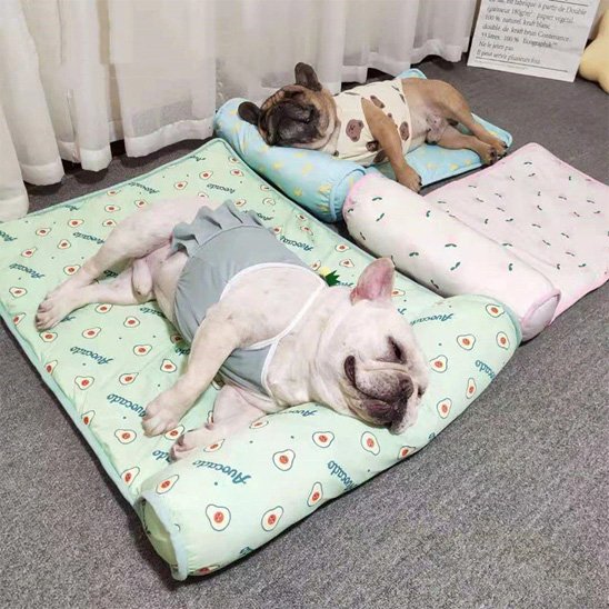 Tapis rafraichissant chien